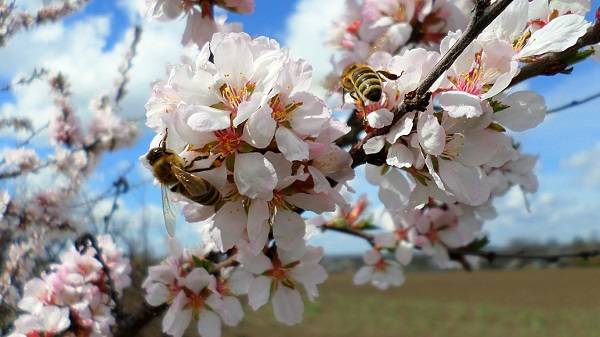 Жители Дона отмечают отсутствие стрижей и пчел в регионе в этом году