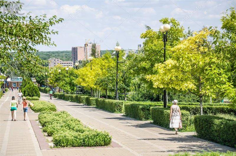 В Ростове только 10% деревьев здоровы