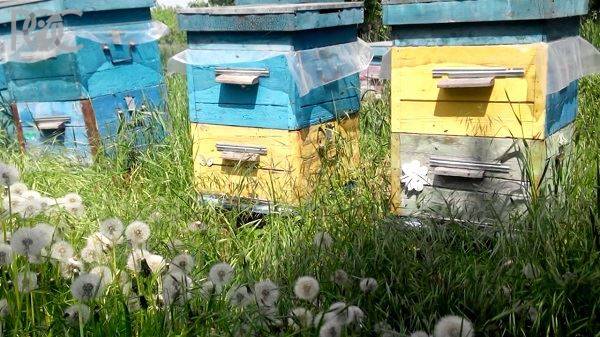Ветеринарная служба Ростовской области призвала пчеловодов региона «выйти из тени»