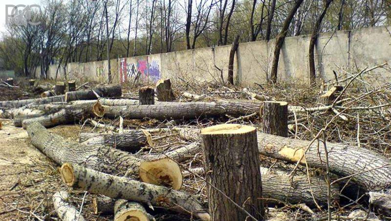 На 3 000 спиленных деревьев в Ростове высадят новых вдвое меньше