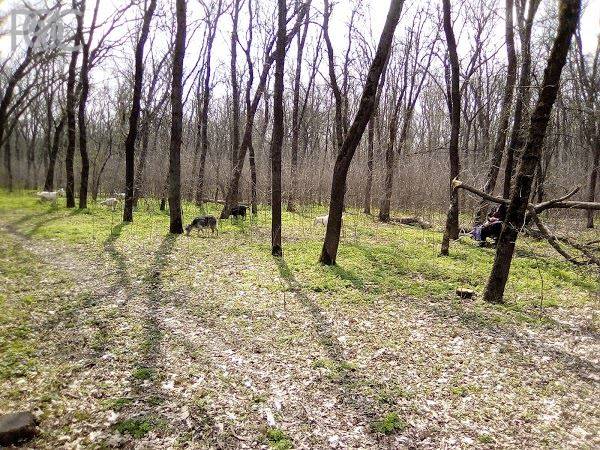 Прокуратура Ростовской области назвала незаконной вырубку деревьев в роще СКА