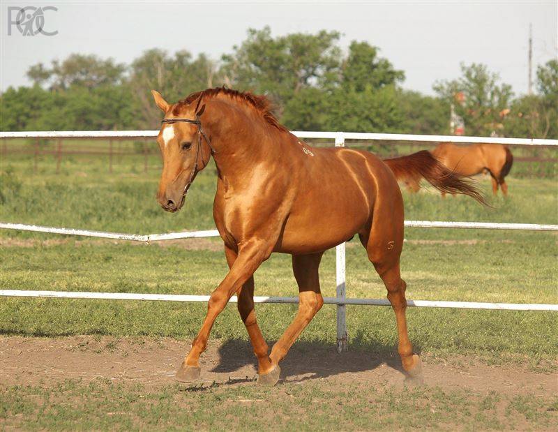 В Ростовской области займутся восстановлением исчезающей породы Донских лошадей