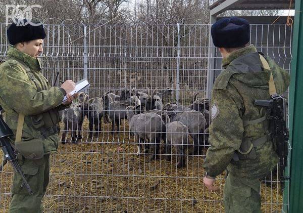 Более ста коз незаконно перебрались через границу со стороны Украины (видео)