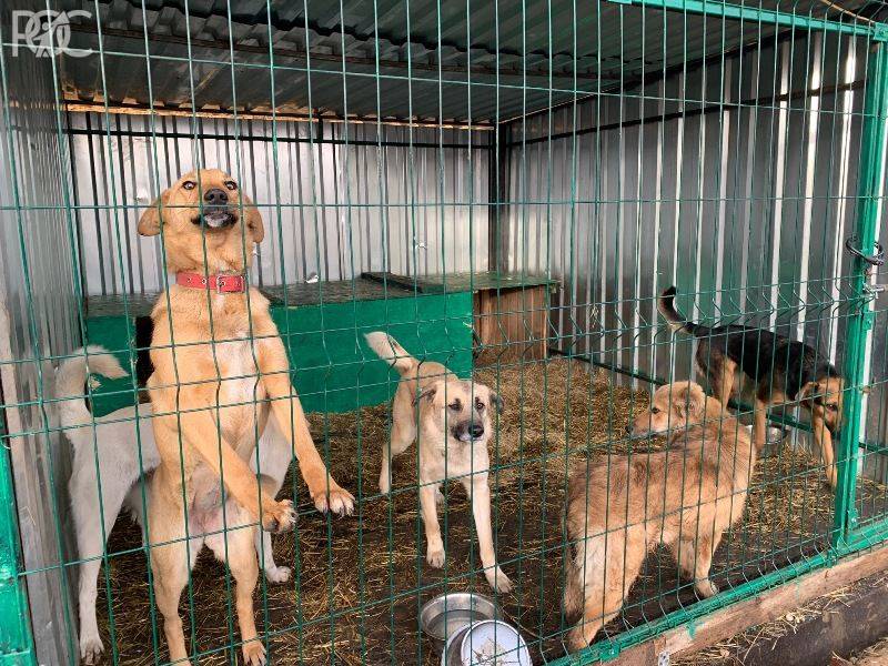В Новочеркасске будут ловить собак «с человеческим лицом»