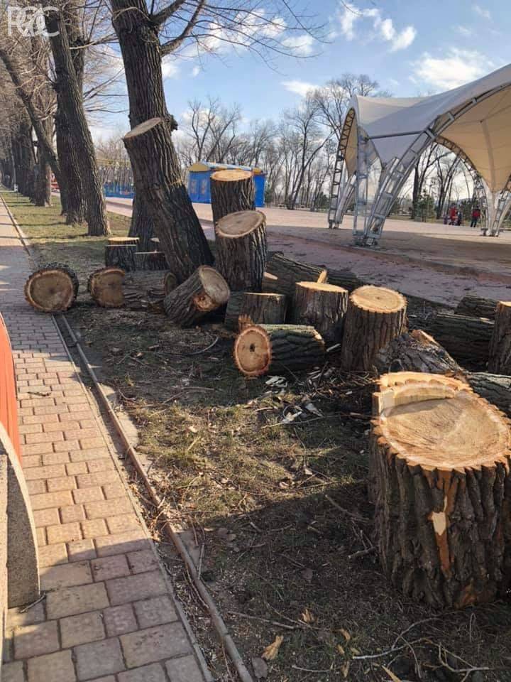 В Ростове в Левобережном парке вырубили деревья