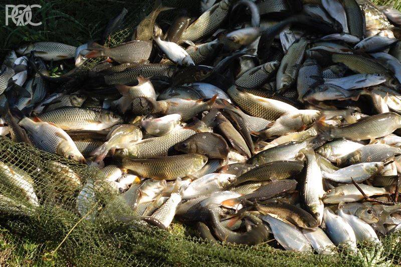 Естественное воспроизводство рыбы в Азово-Черноморском бассейне уже невозможно