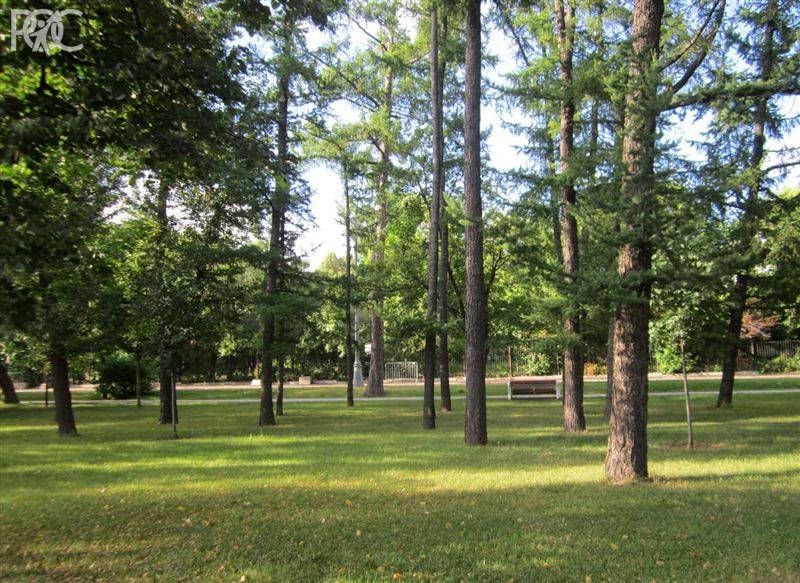 В Ростовском парке на Вересаева начали уничтожать деревья
