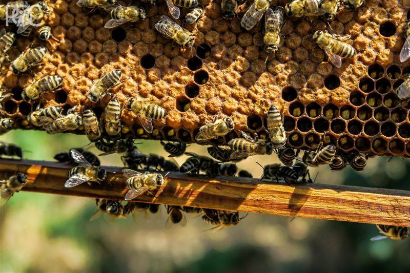 В Ростовской области расследуют причины  массовой гибели пчел
