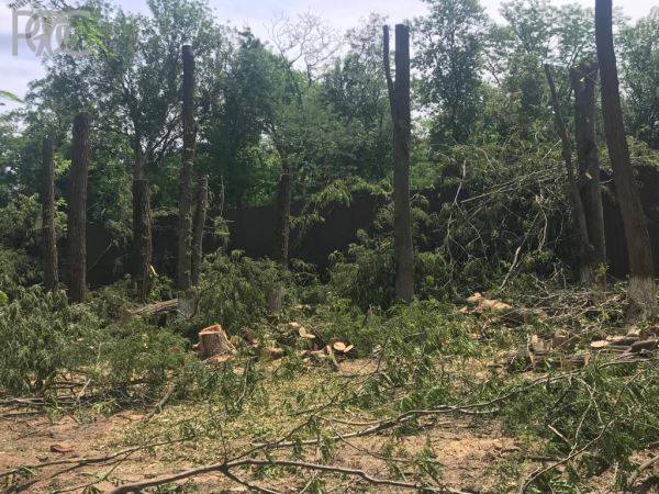 В Ростове частный собственник вырубил деревья в лесопитомнике