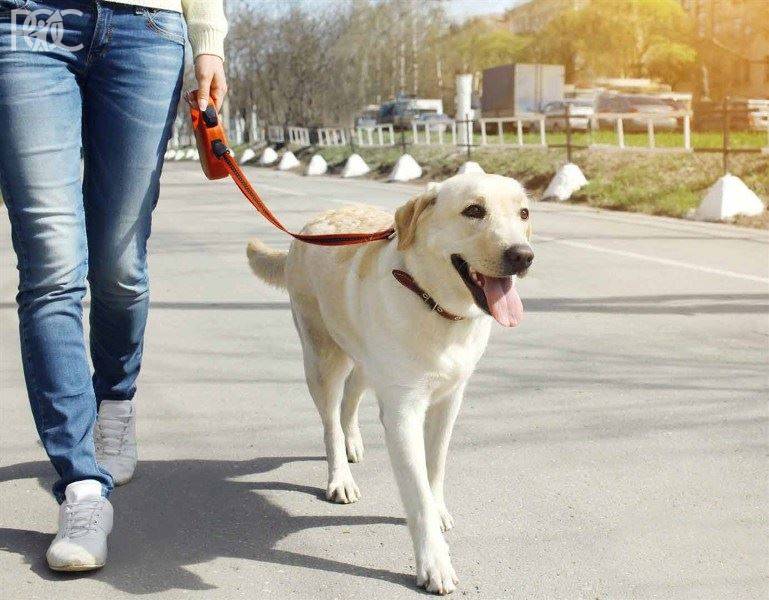 Штраф за выгул собак без поводка составит 3,5 тысячи рублей