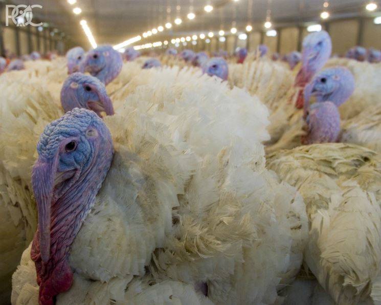«Евродон» и «Белая птица» получили компенсацию от ростовских властей за птичий грипп