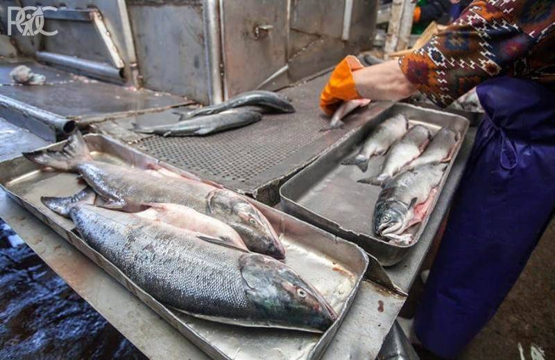 Ростовская область наращивает объемы рыбопроизводства