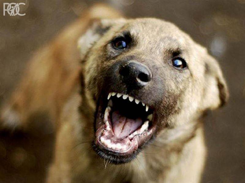В Новочеркасске массово отлавливают бездомных собак