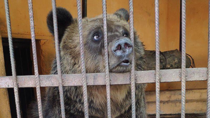 В Таганроге животные небольшого зоопарка остались без еды