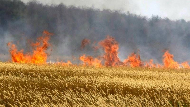 Из-за аномальной жары в Ростовской области гибнут рыба и урожай пшеницы