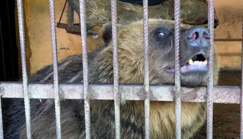 В жару животных в зоопарке Таганрога оставили без воды