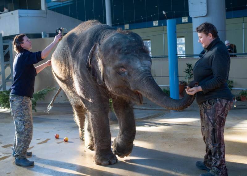 Европейская ассоциация зоопарков осудила ростовский зоосад за передачу слона в цирк
