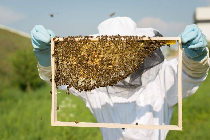 Более 90% пчеловодов Дона работают без ветеринарно-санитарных паспортов