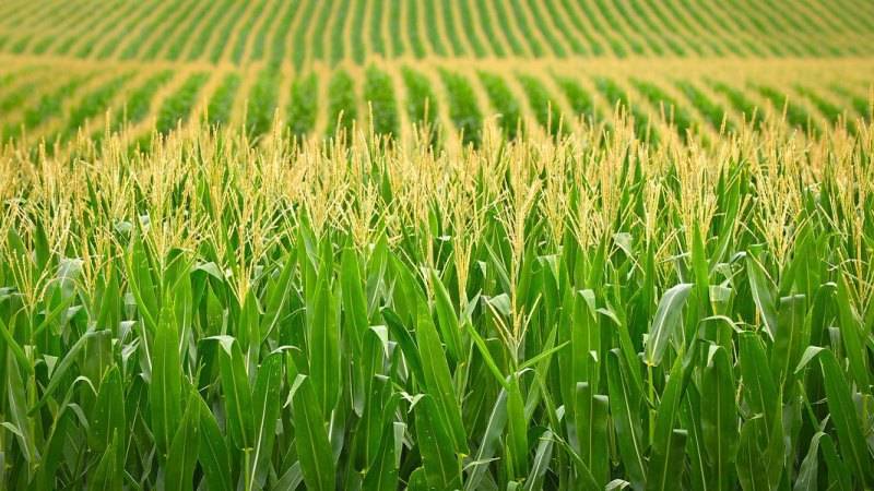 В донском регионе становится невыгодно выращивать кукурузу и подсолнечник