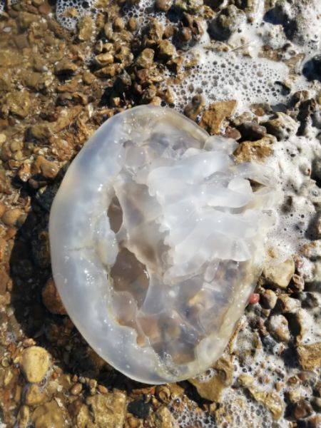 В Таганрогском заливе появилось множество медуз