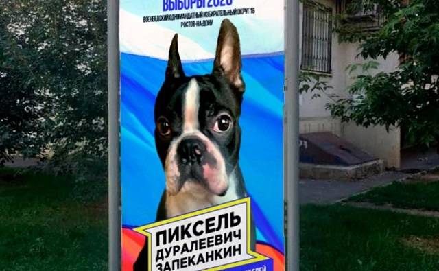 Не найдя достойного кандидата, ростовчанин выдвинул на выборы в гордуму своего пса