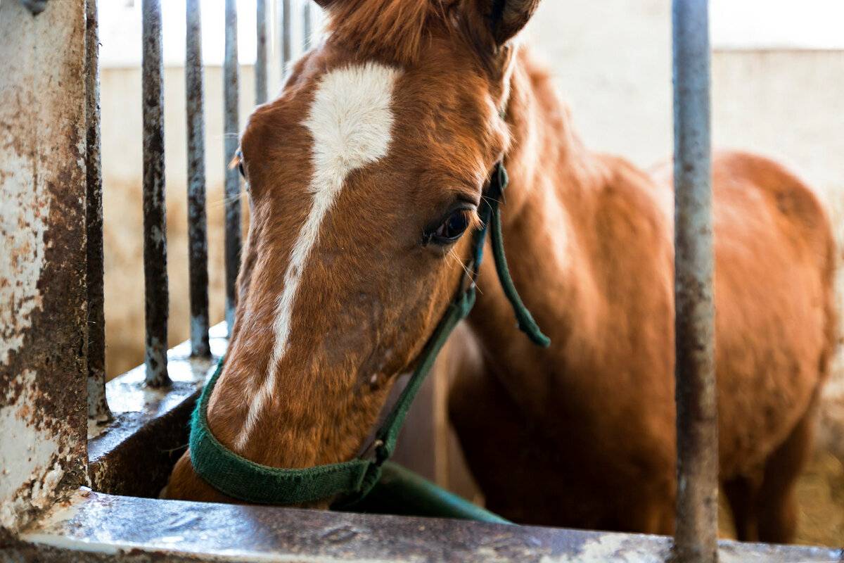 В Ростове двух владелиц лошадей будут судить за жестокое обращение с животным