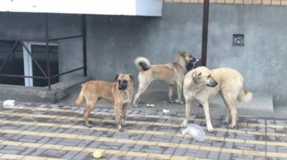 Жители Вертолетного поля просят власти Ростова решить проблему с бездомными собаками в микрорайоне