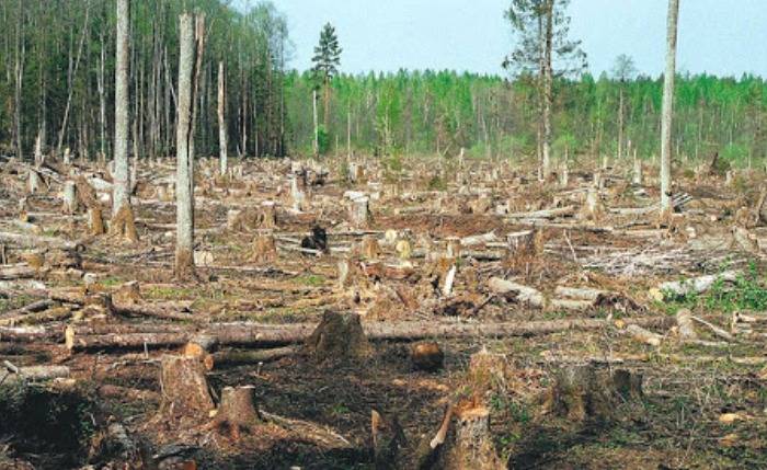 Шесть гектаров леса вырубят на территориях Ростова-на-Дону для реконструкции газопровода «Газпрома»