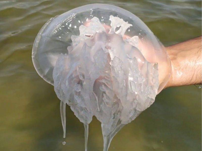 Берега Азовского моря покрыли огромные медузы