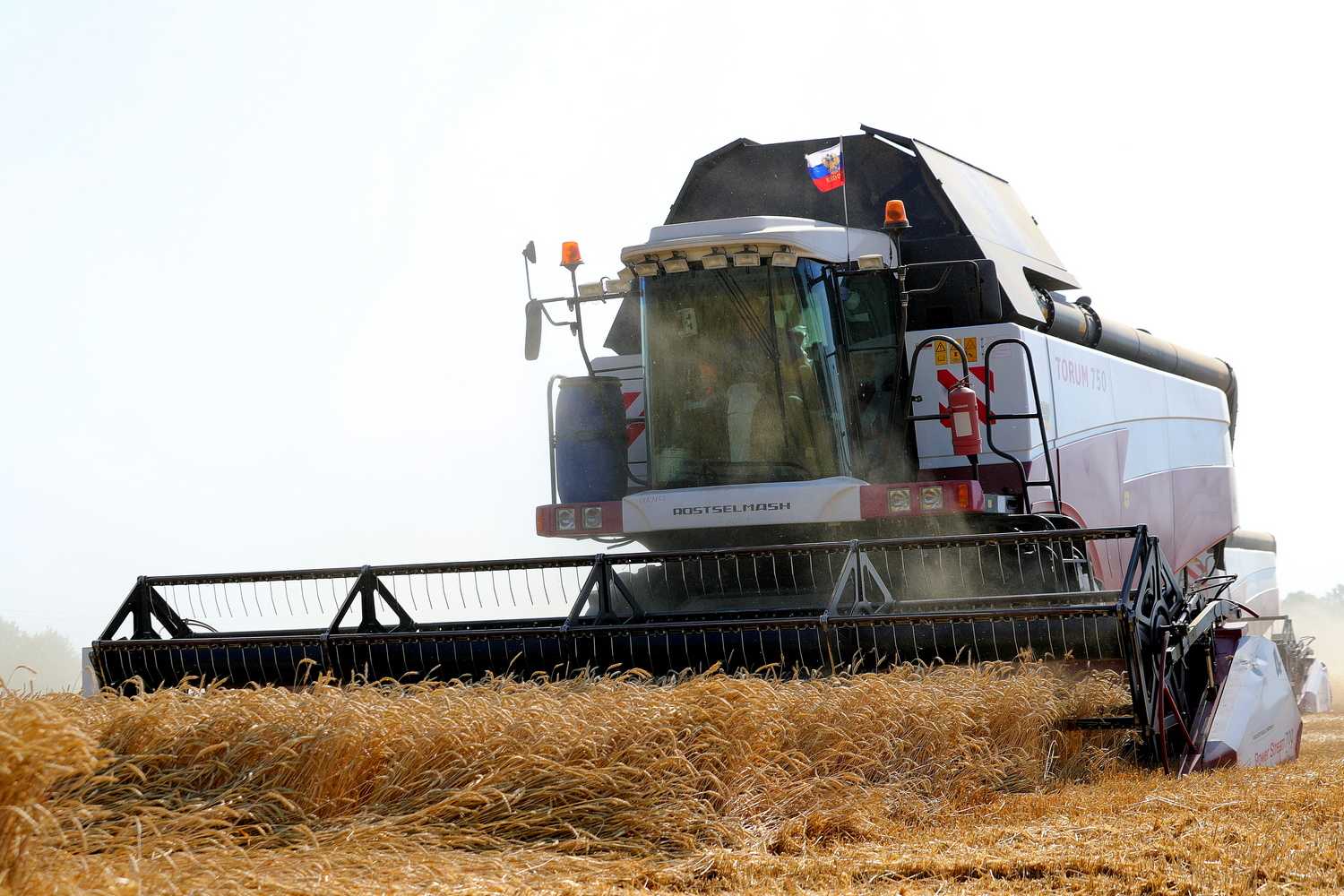 Ростовская область лидировала в России по количеству зерна и растительного масла