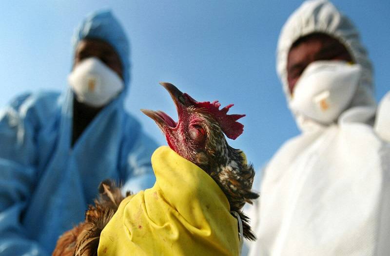 Охваченная птичьим гриппом птицефабрика «Таганрогская» не страховала поголовье