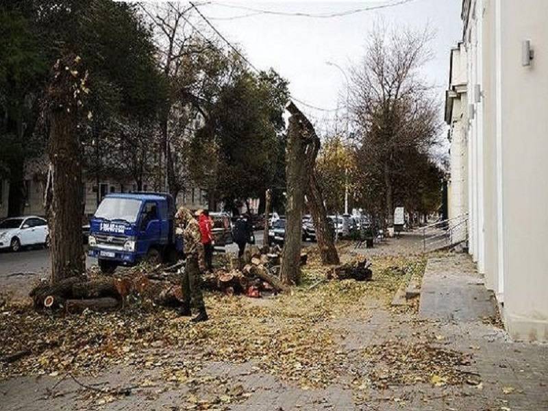 В Таганроге на Петровской продолжают уничтожать здоровые деревья