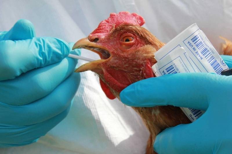 В Ростовской области выявлен очередной очаг птичьего гриппа