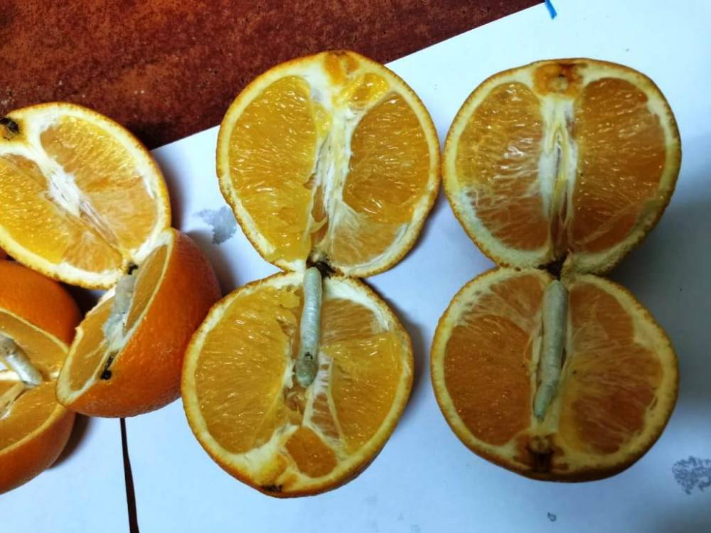 В колонию Новочеркасска пытались передать спрятанные в апельсинах наркотики