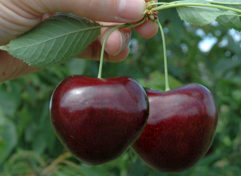 В Ростовской области собираются выращивать итальянскую черешню с ягодами 2,5 см в диаметре