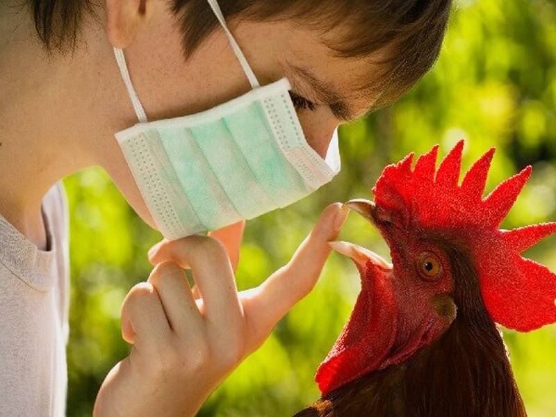 Первые в мире семь случаев заражения человека птичьим гриппом выявили на Юге России