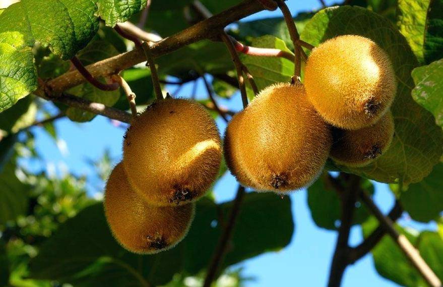 Субтропические киви, оливки и фейхоа будут выращивать в Крыму