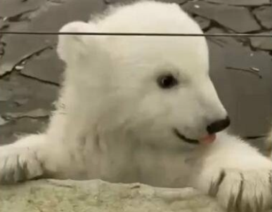 Ростовчане впервые увидели родившегося зимой в зоопарке белого медвежонка