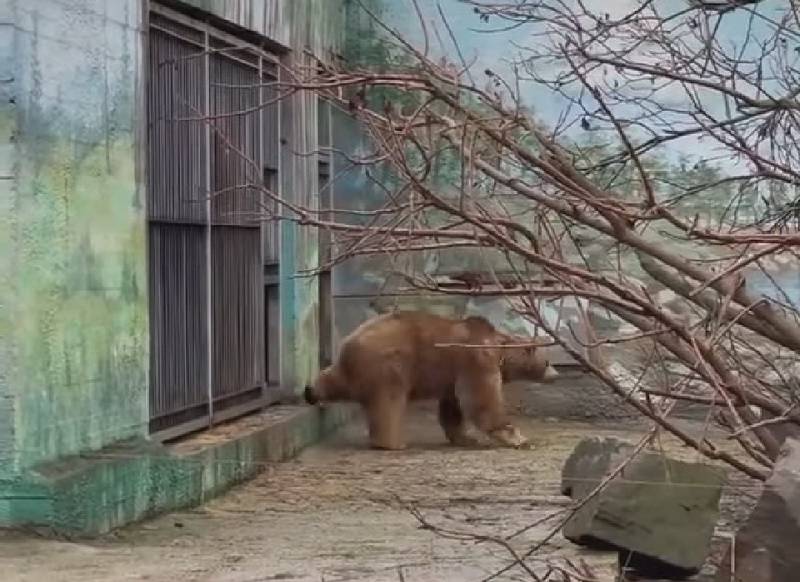 О скором наступлении метеорологической весны «рассказали» медведи Ростовского зоопарка
