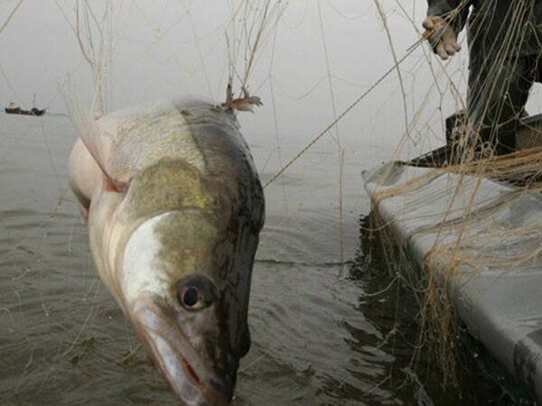 В Ростовской области определили места, в которых будет запрещен лов рыбы