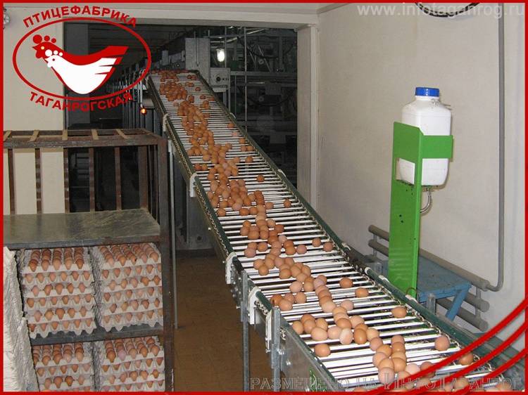 «Таганрогская птицефабрика» приступила к завозу цыплят для восстановления поголовья