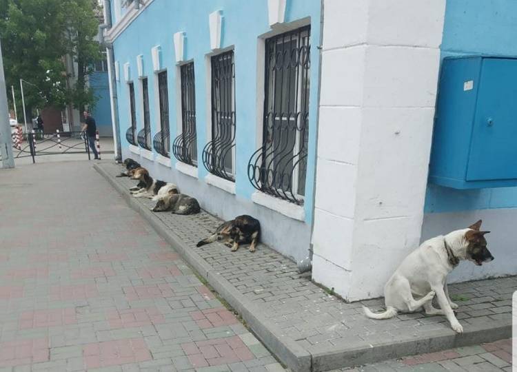 ОСВВ бродячих собак в России: поймали — стерлизовали, но «нездоровый оскал» остается
