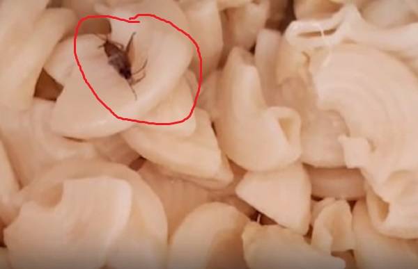 В ростовском детсаду №106 тараканы не спрятались даже от проверяющих из департамента образования