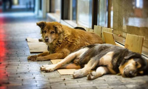 Почти 50 бездомных животных отловили в Ростове-на-Дону в мае