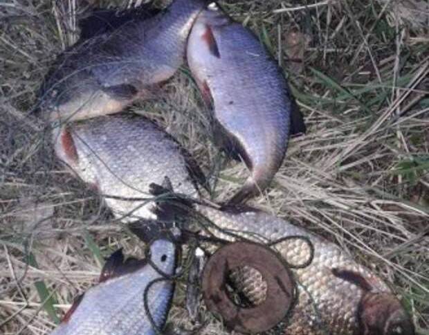 В Ростовской области судили рыбака, выловившего пять рыб