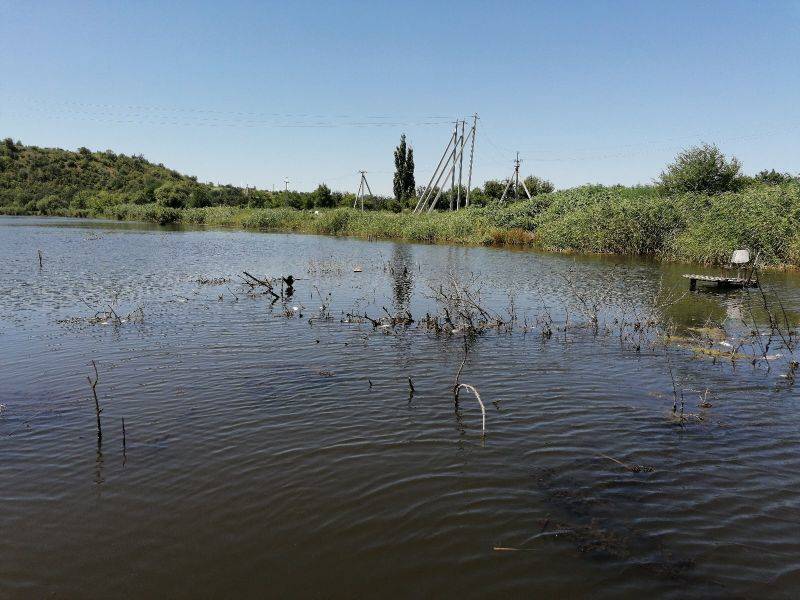 В Тацинском районе выясняются причины гибели рыбы в реке Быстрой