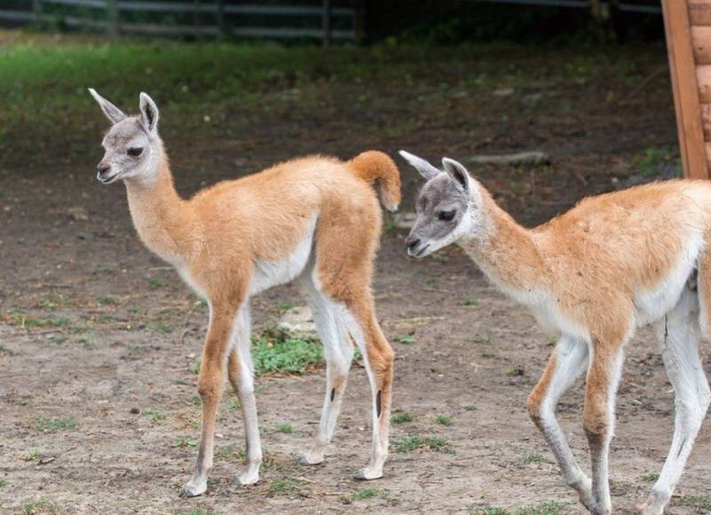 В Ростовском зоопарке родились малыши гуанако