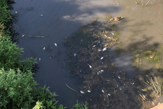 В Ростове-на-Дону после расчистки реки Темерник погибла рыба