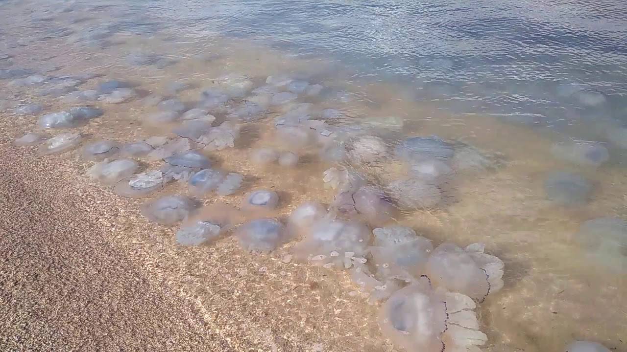 В Азовском море из-за жары началось нашествие медуз