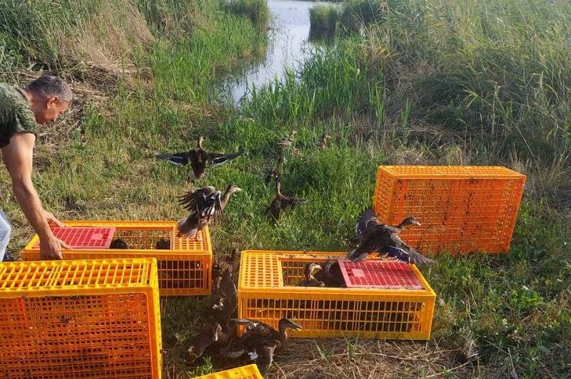 В Веселовской водохранилище егеря охотхозяйства выпустили более 800 уток-крякв